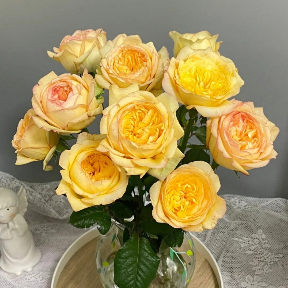 Chestnut Su Rose