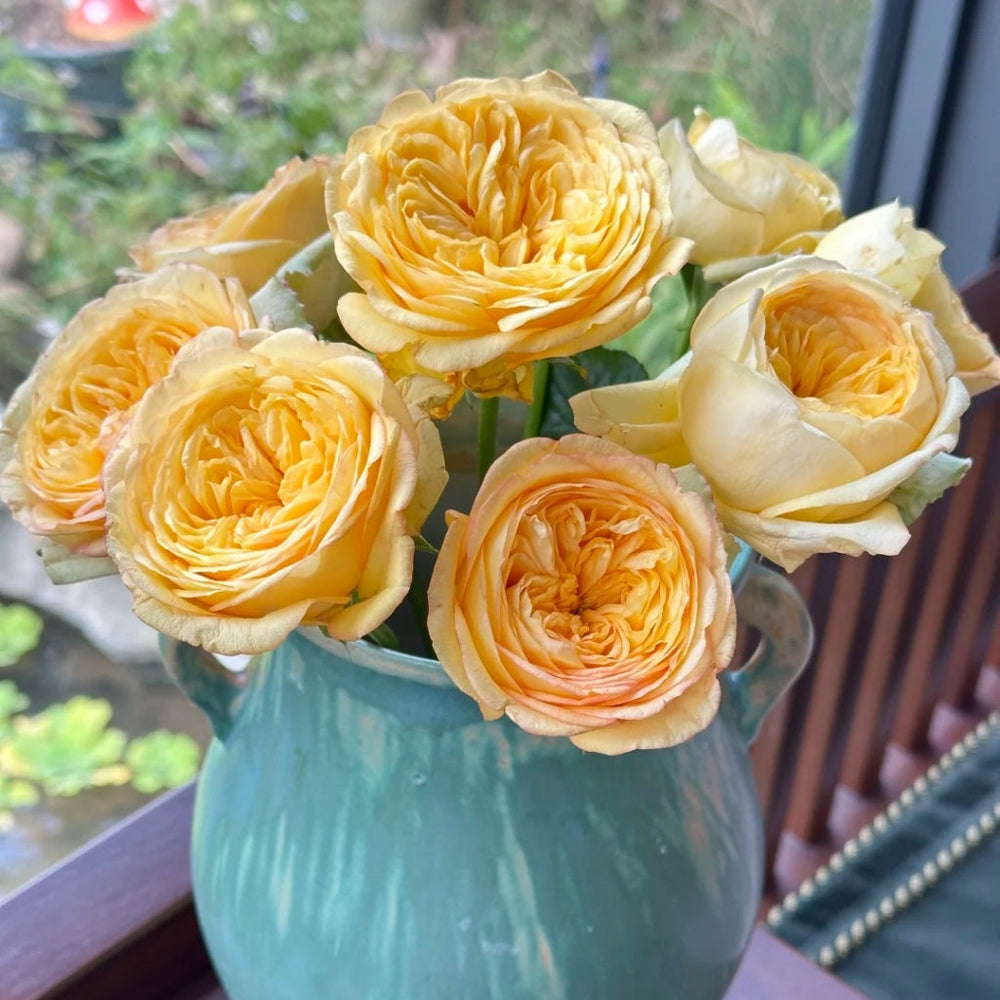 Chestnut Su Rose