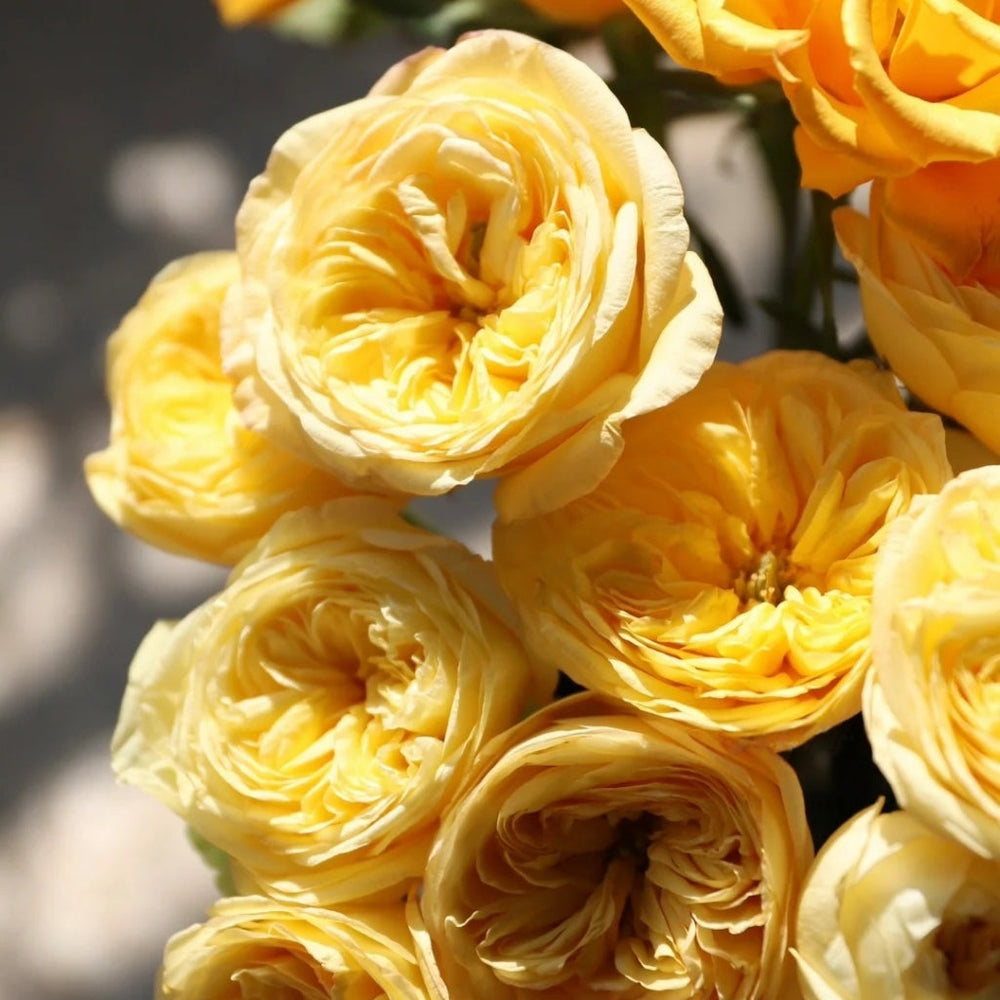 Chestnut Su Rose