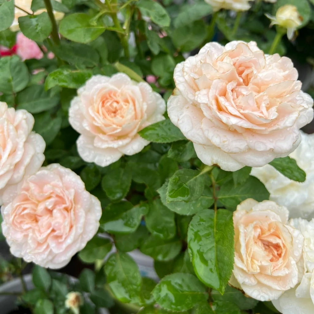 Chiffon Rose