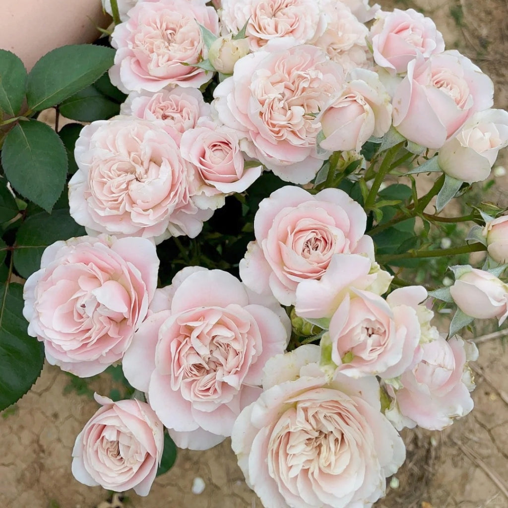Chiffon Rose