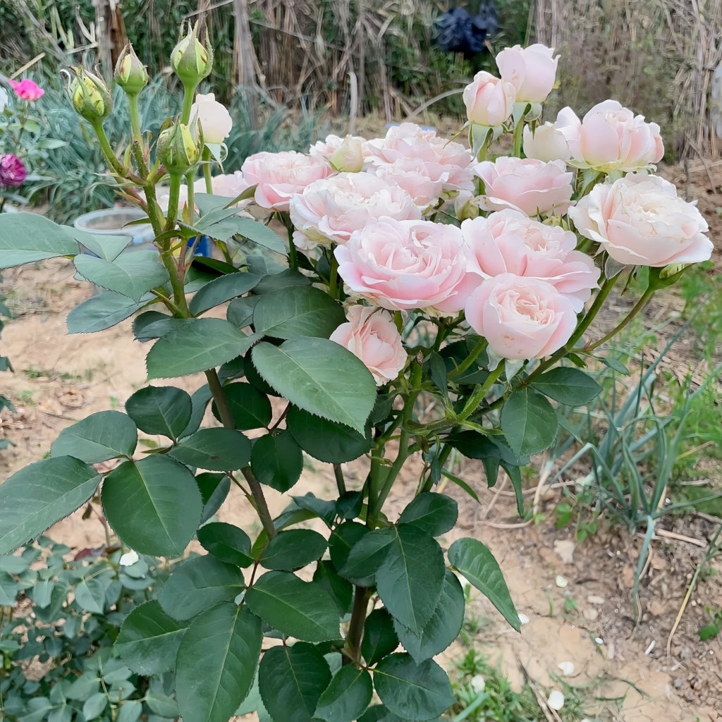 Chiffon Rose