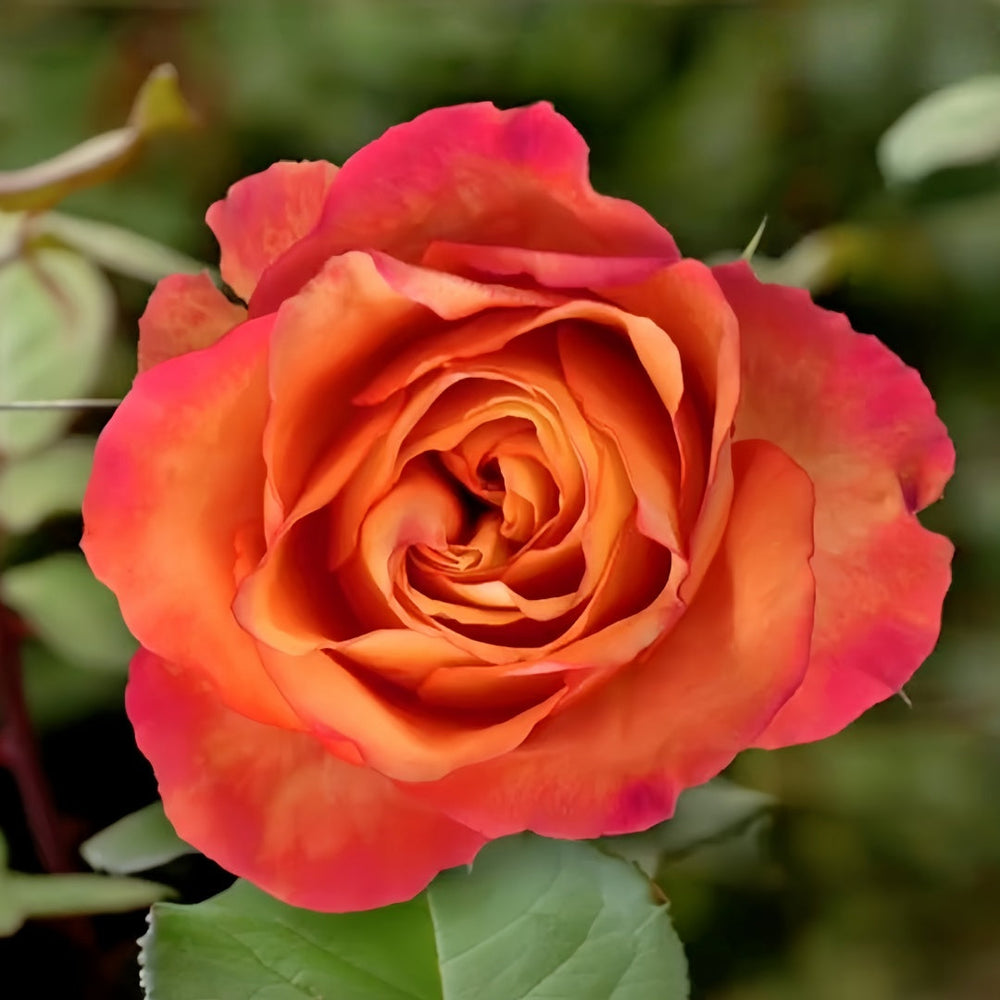 Chili Love Rose