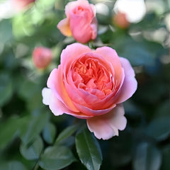 Chippendale Rose