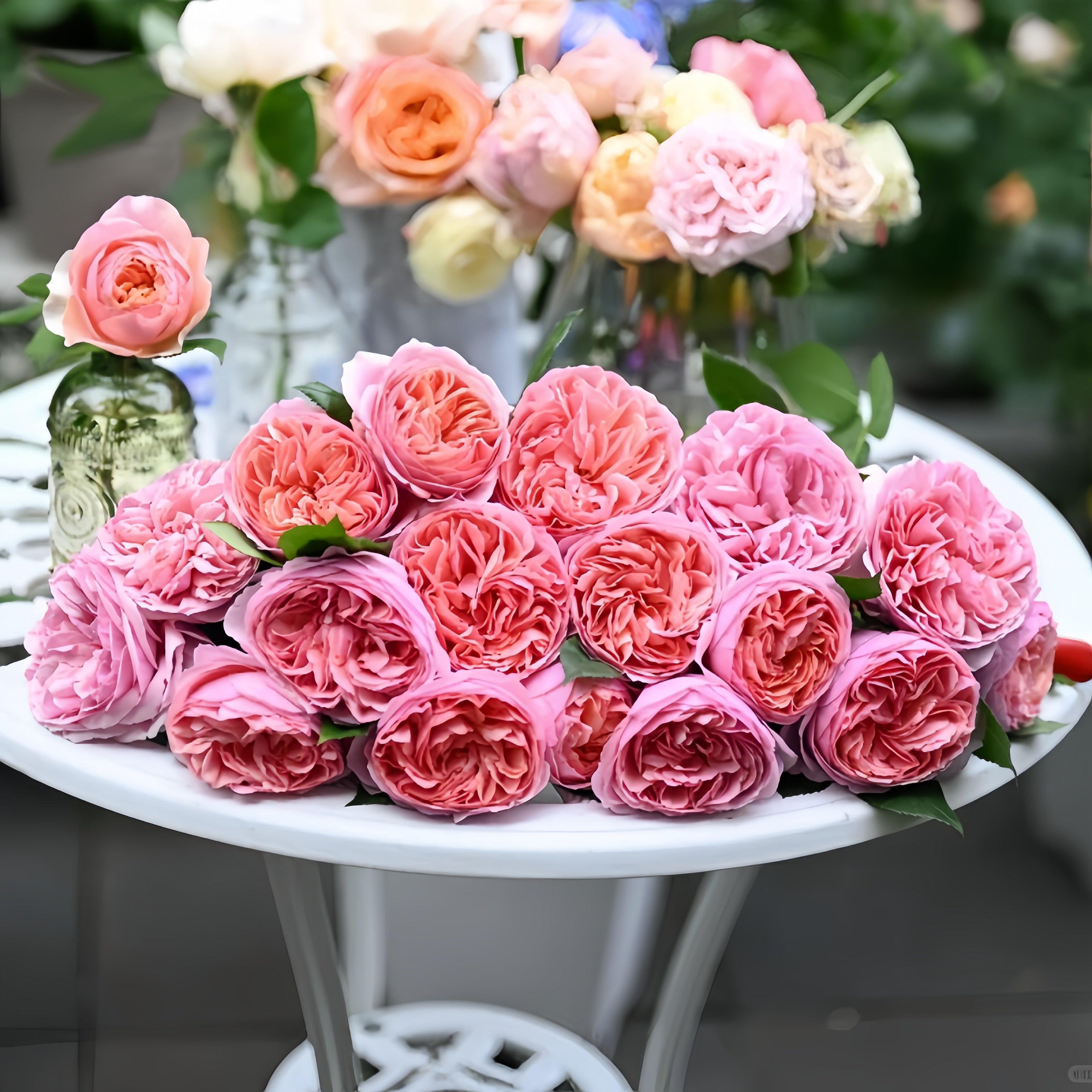 Chippendale Rose