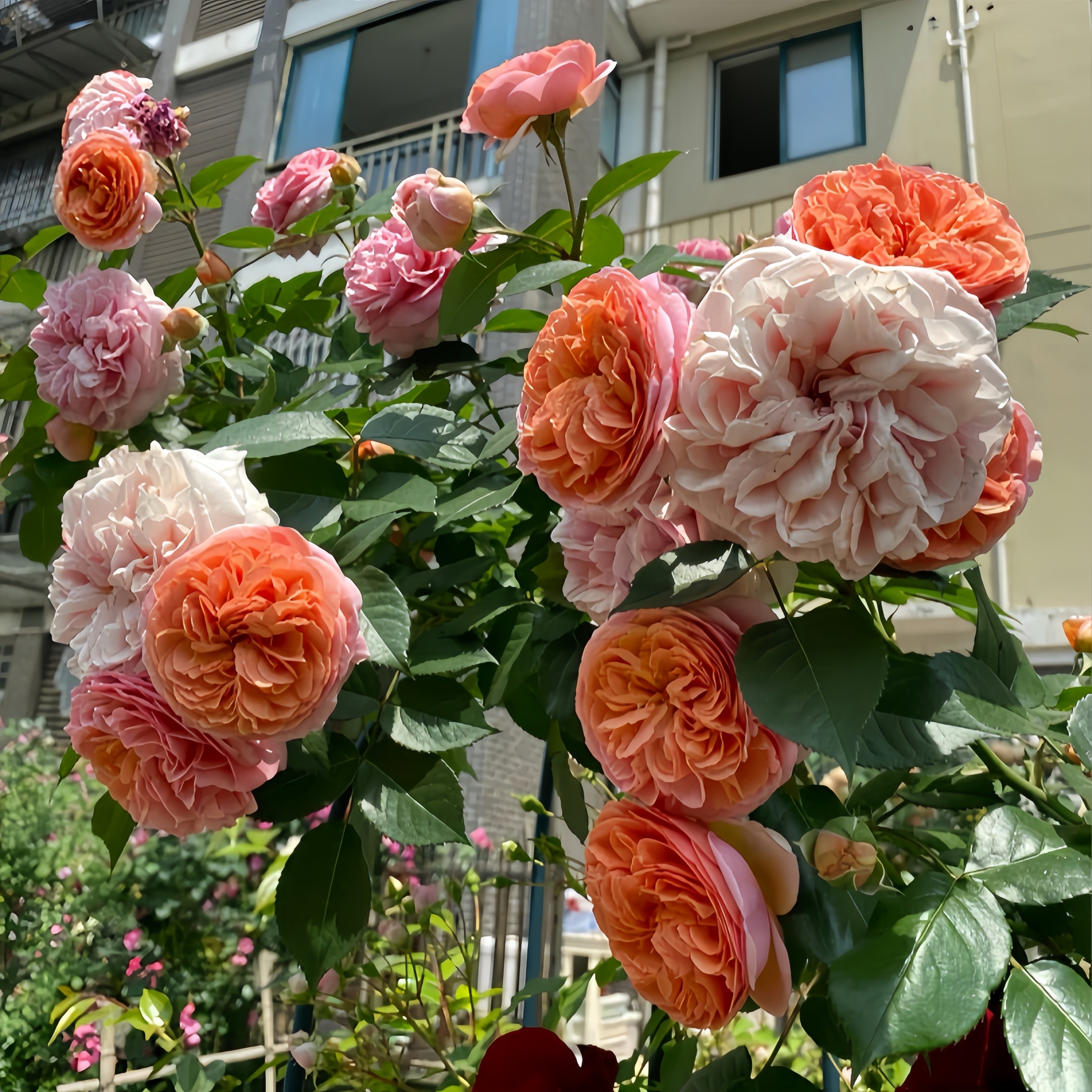 Chippendale Rose