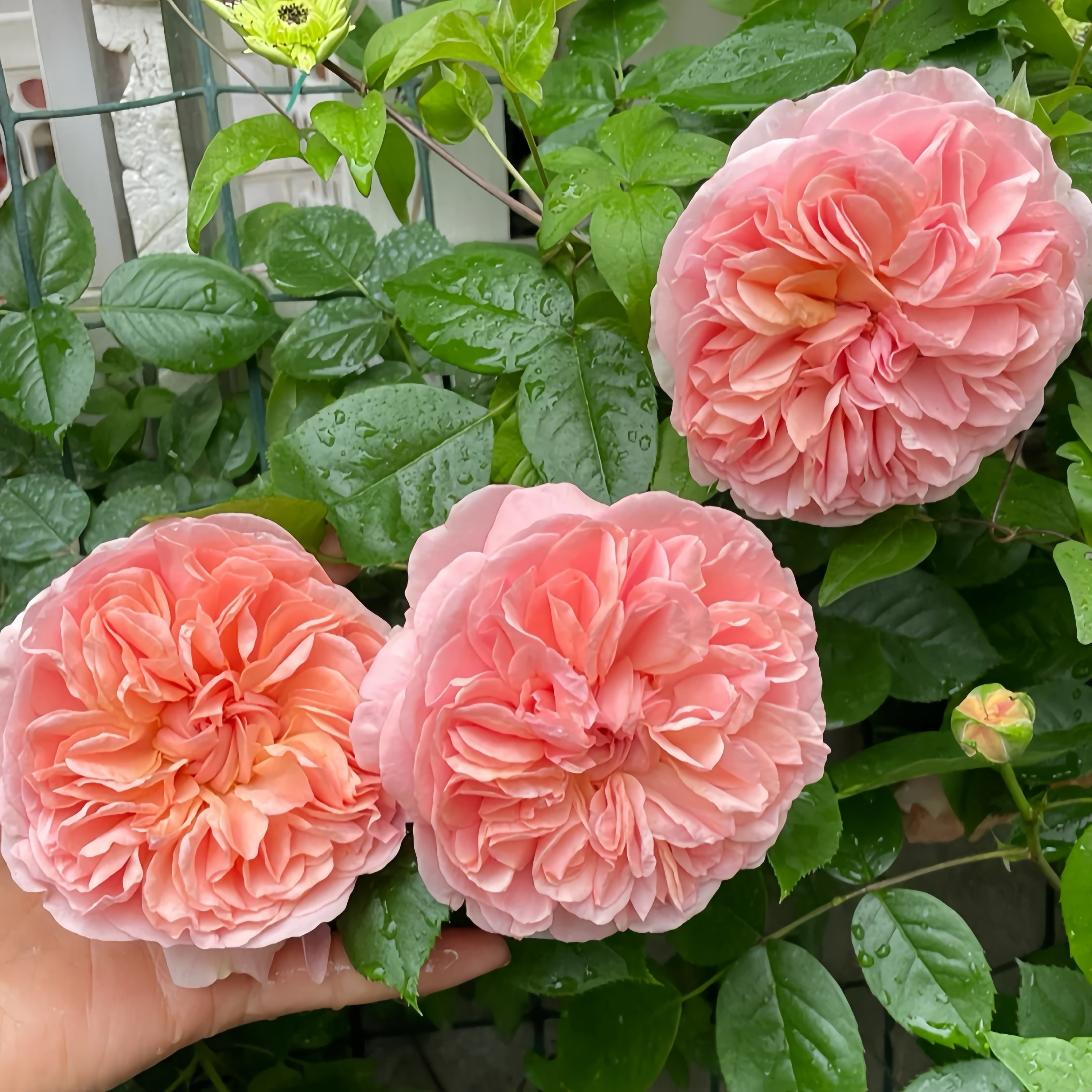 Chippendale Rose