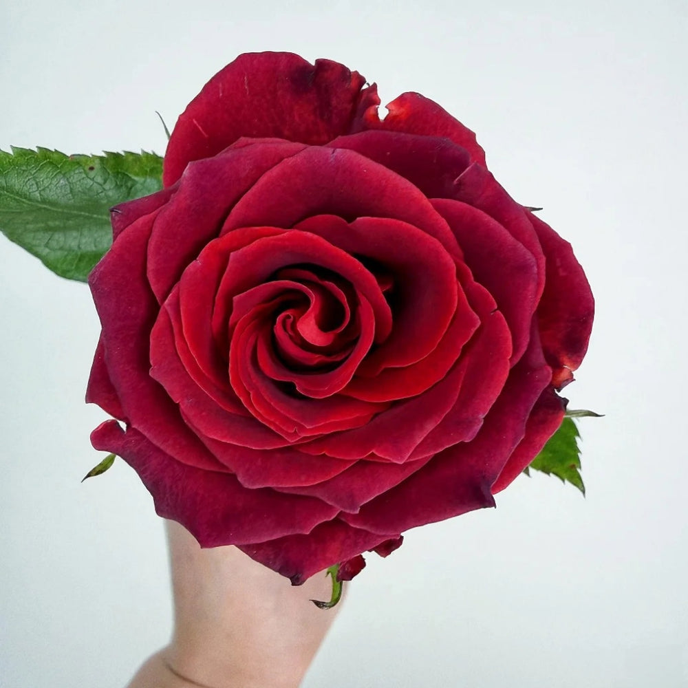 Chocolate Rose