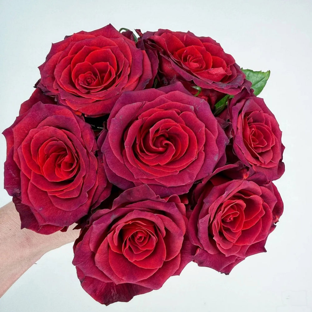 Chocolate Rose