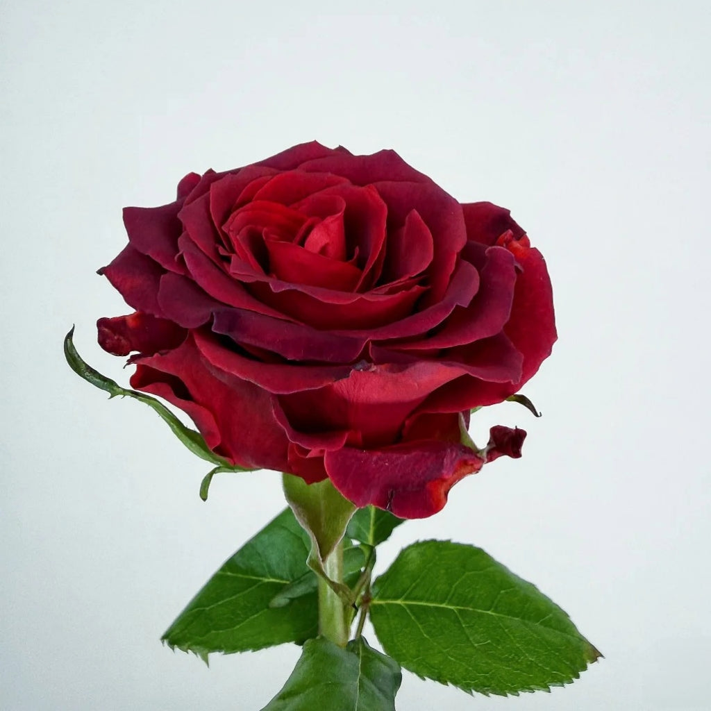 Chocolate Rose