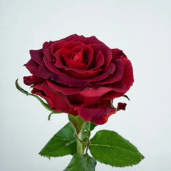 Chocolate Rose