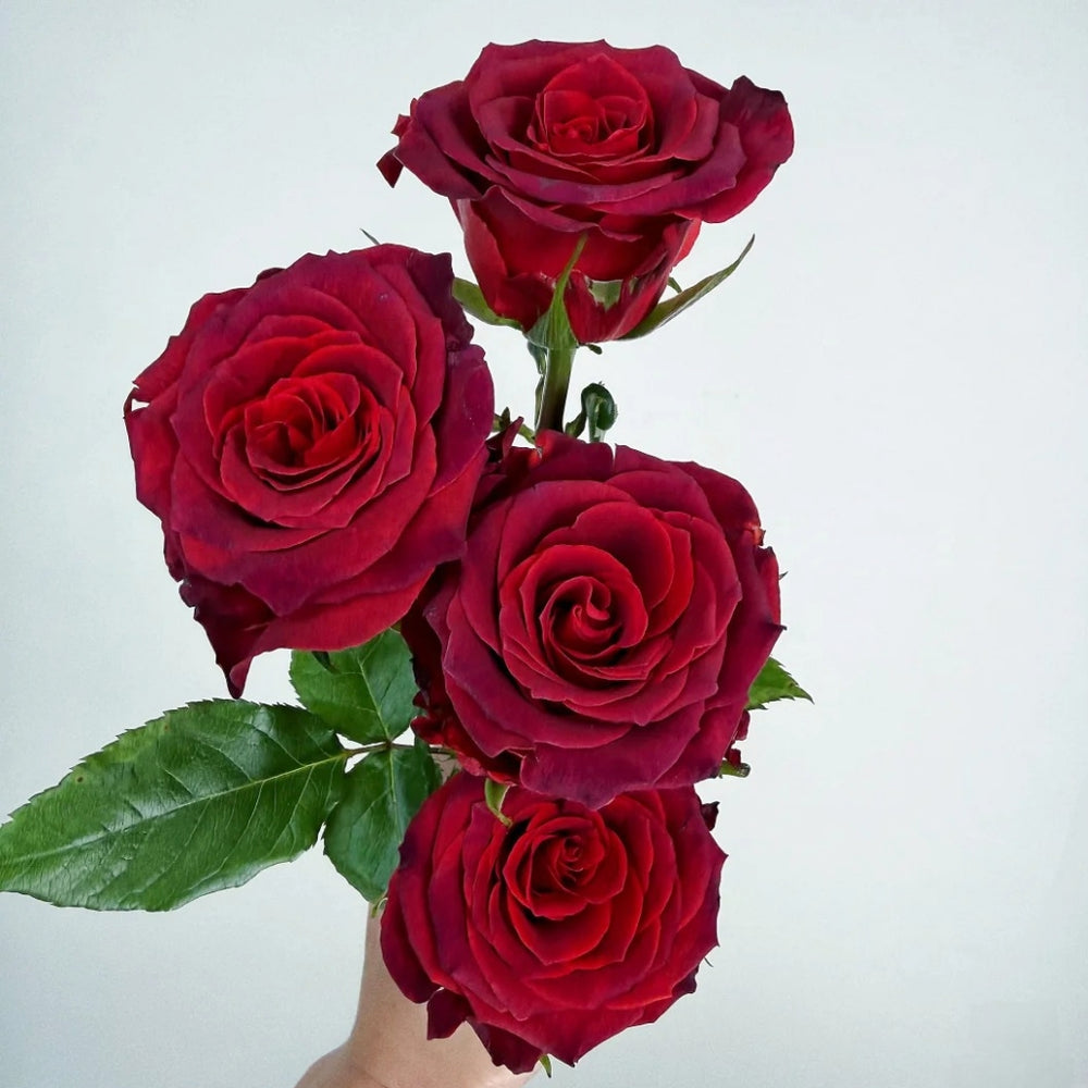 Chocolate Rose