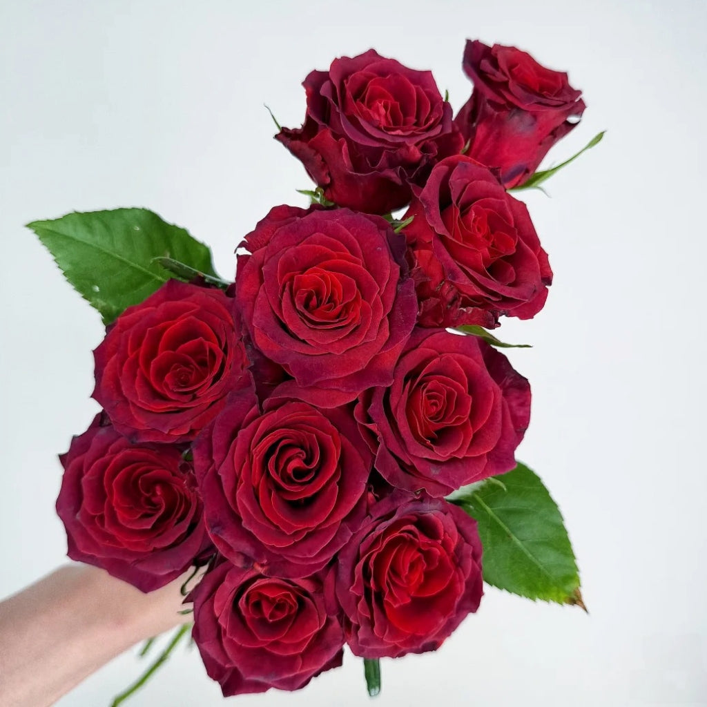 Chocolate Rose
