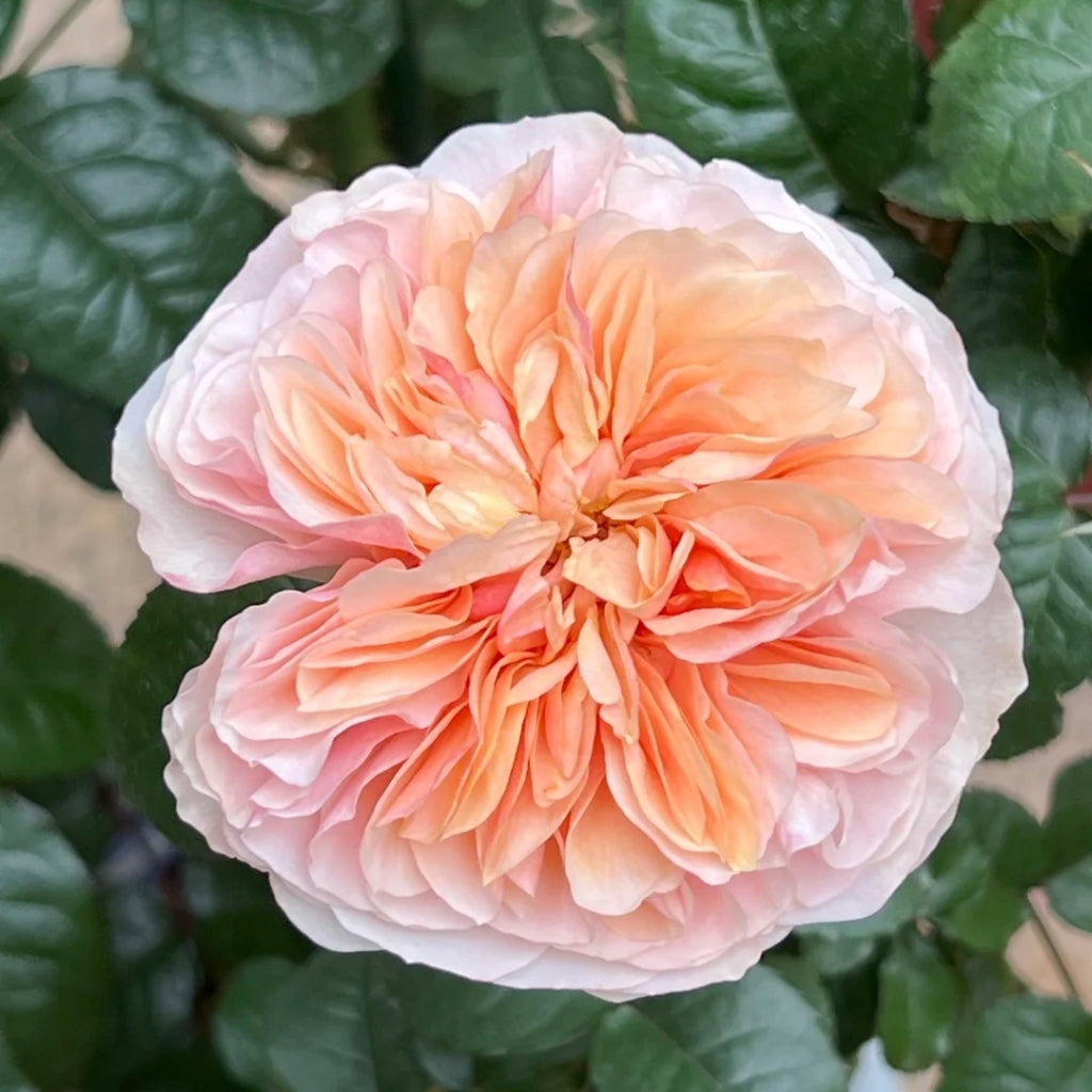 Chunye Worries Rose