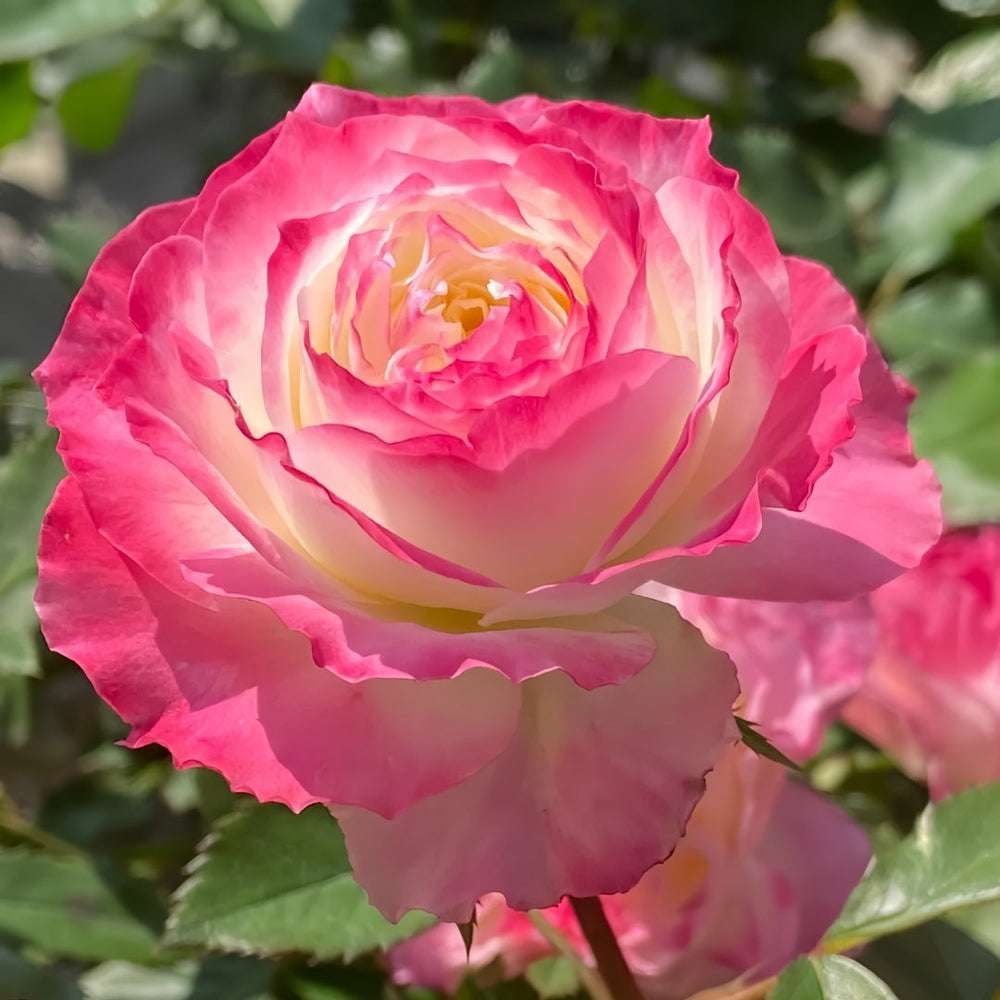 Chuzhuang Rose