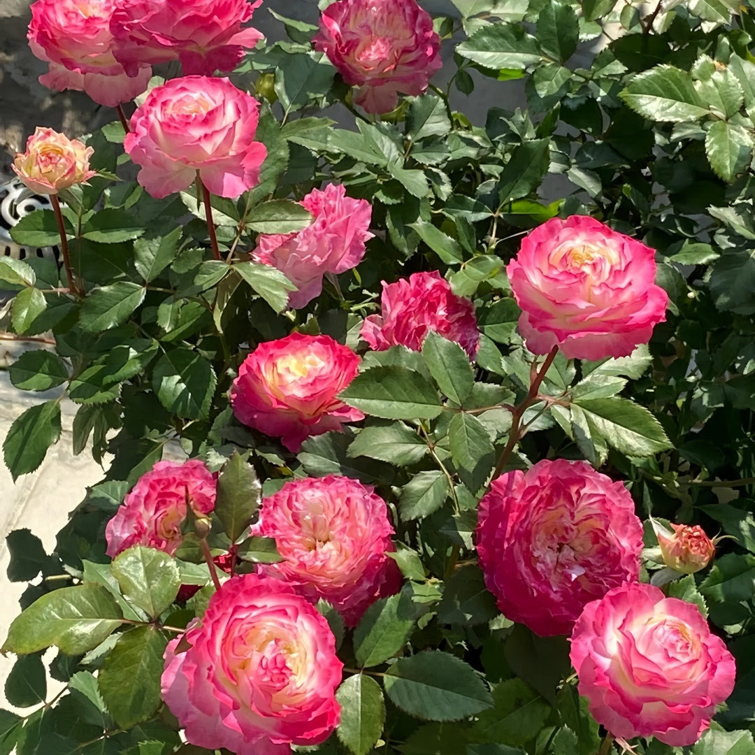 Chuzhuang Rose