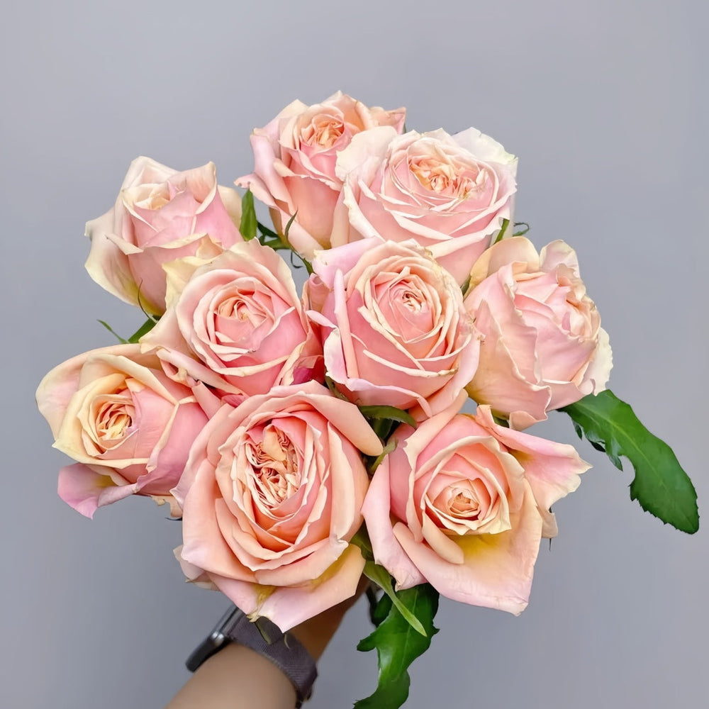 Cinderella Rose