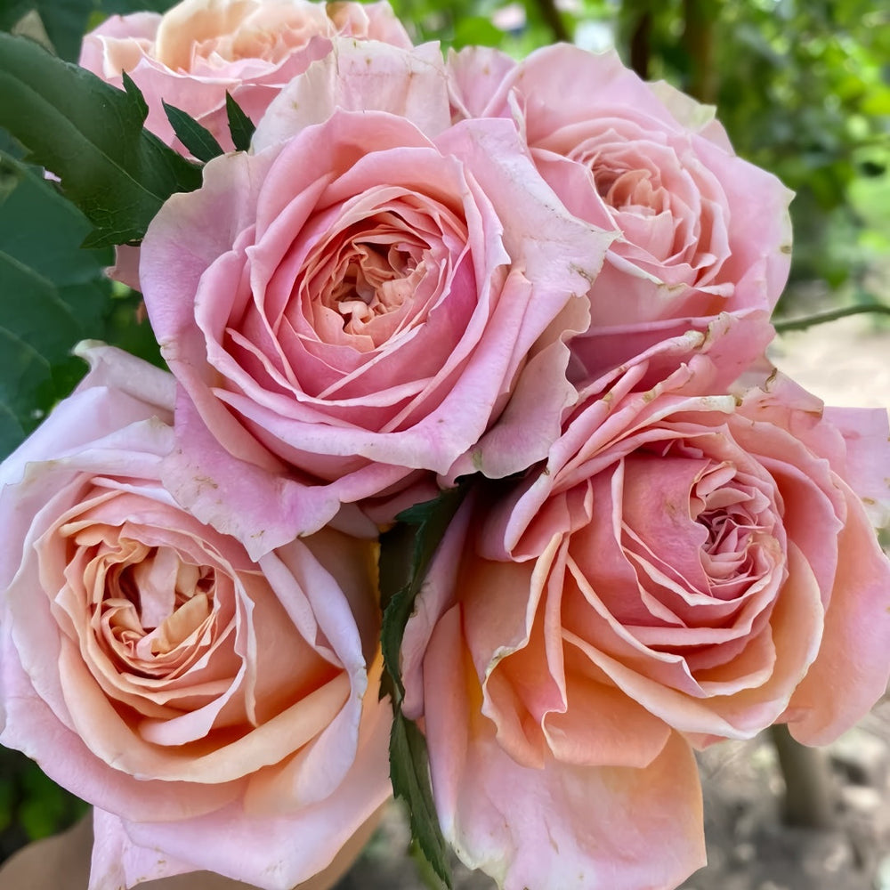 Cinderella Rose