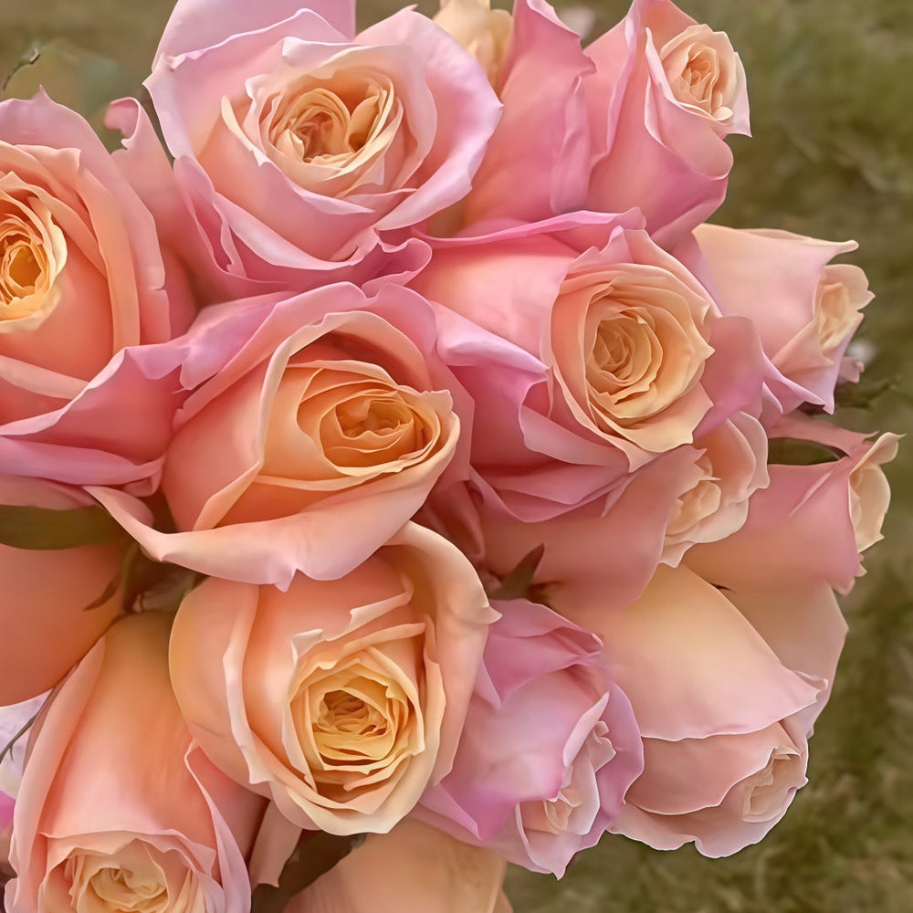 Cinderella Rose