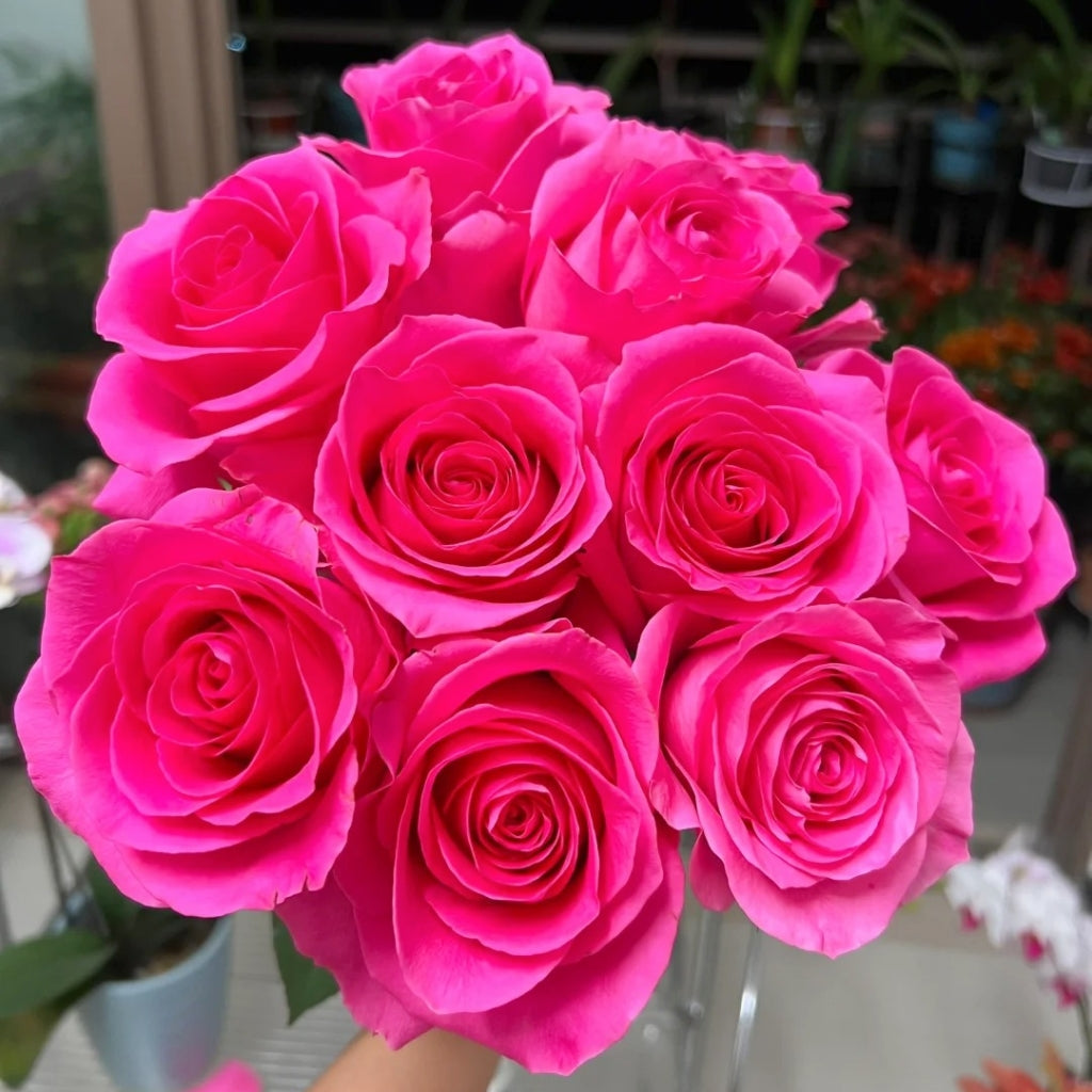 Claire Rose