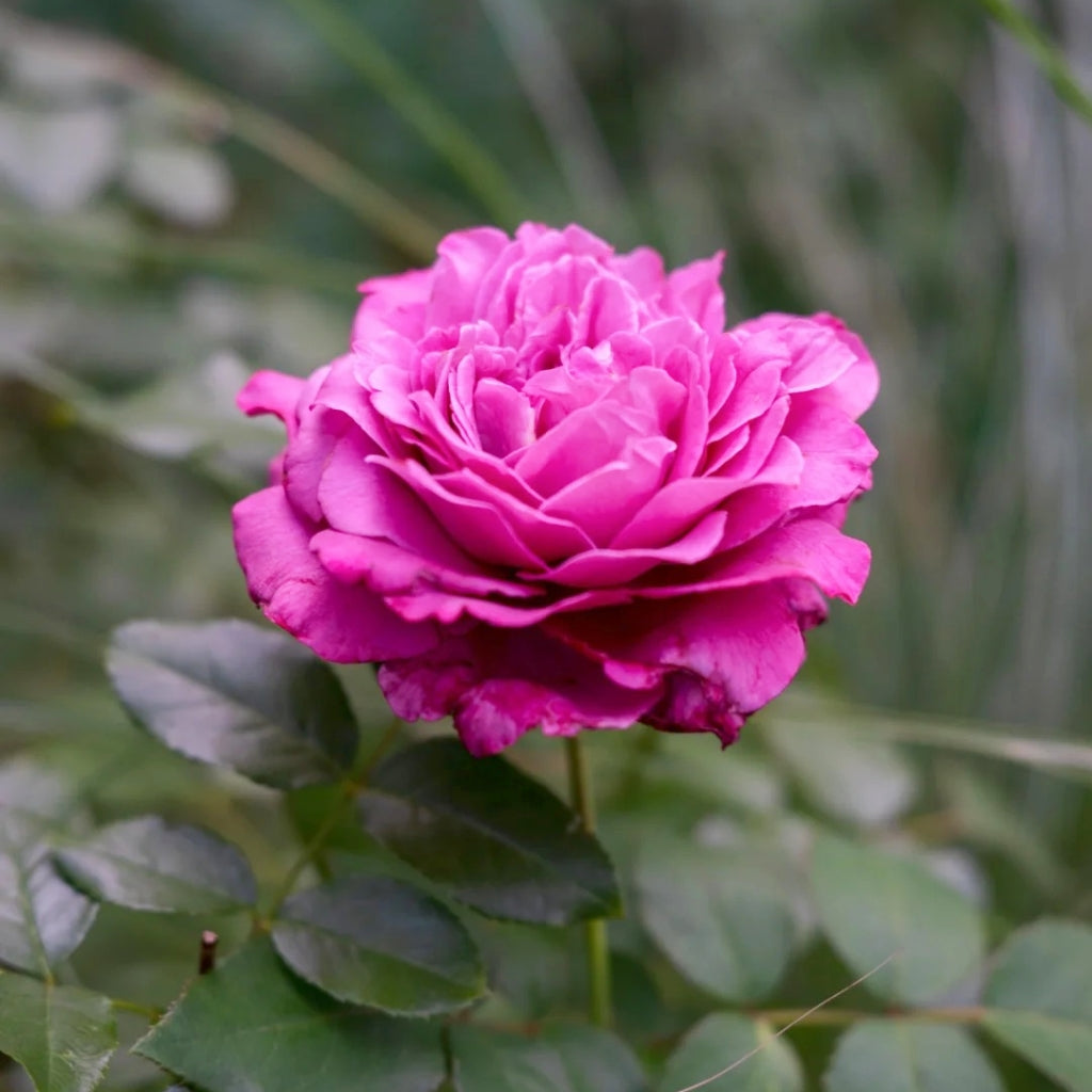 Claude Brasseur Rose