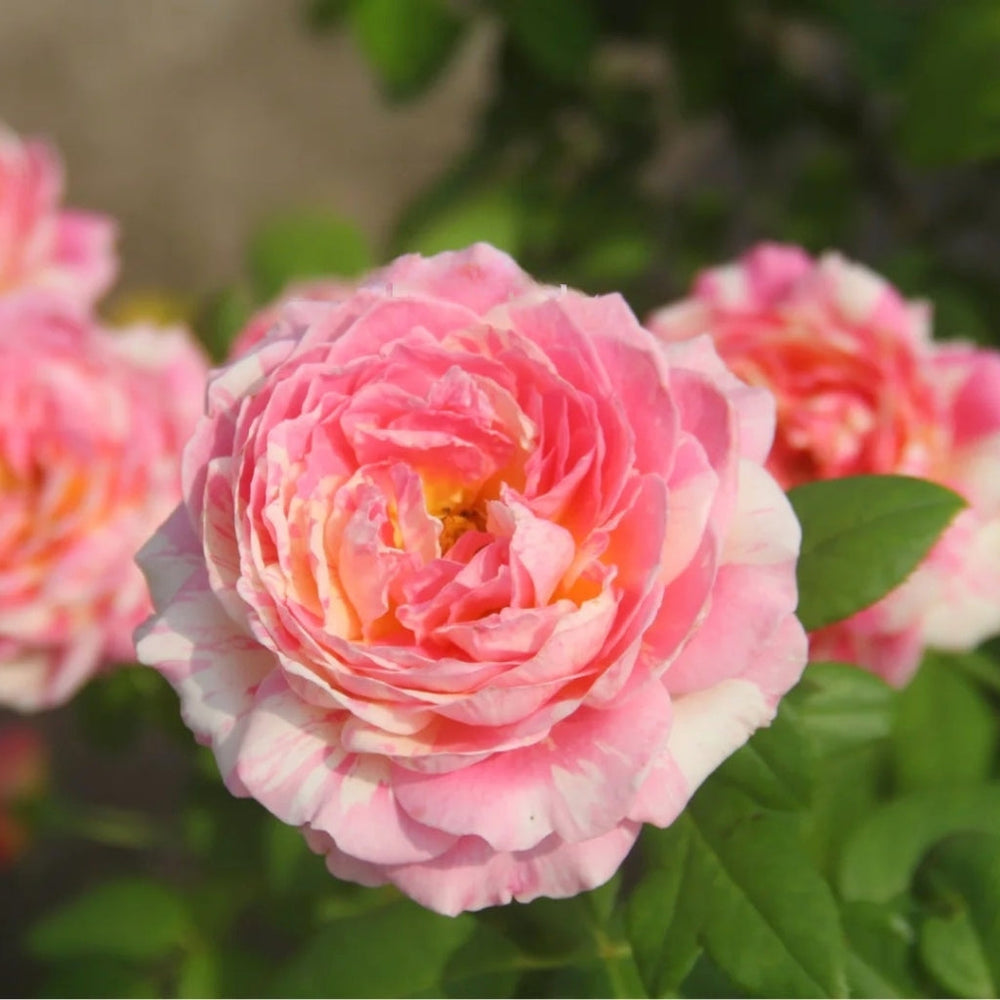 Claude Monet Rose
