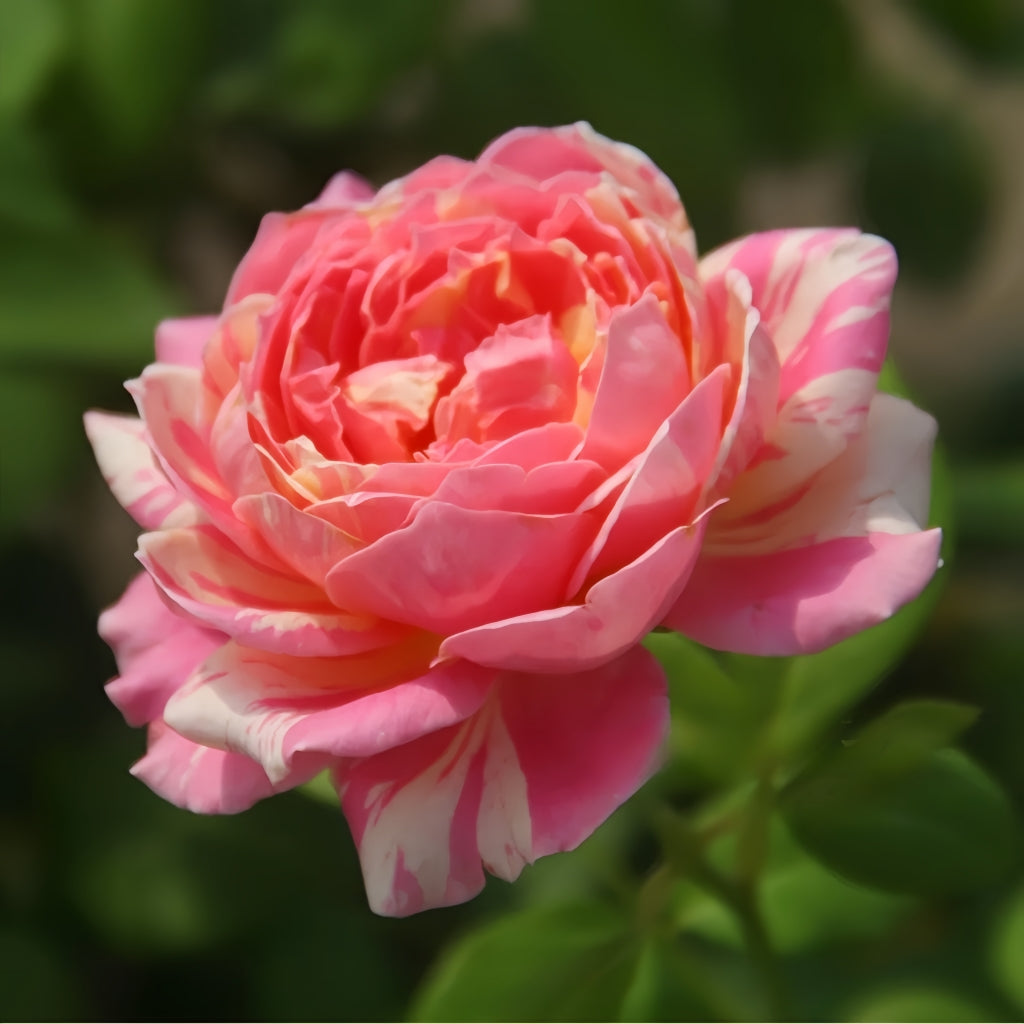 Claude Monet Rose