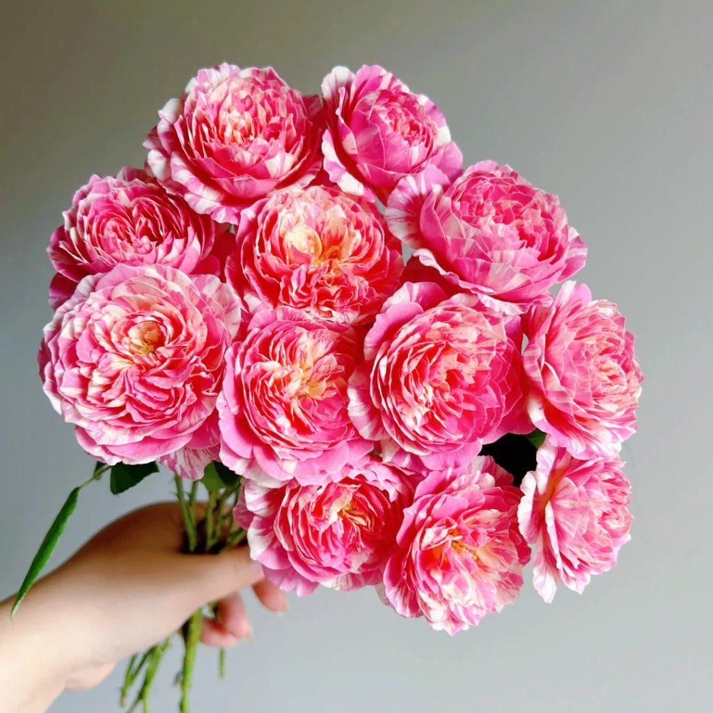 Claude Monet Rose