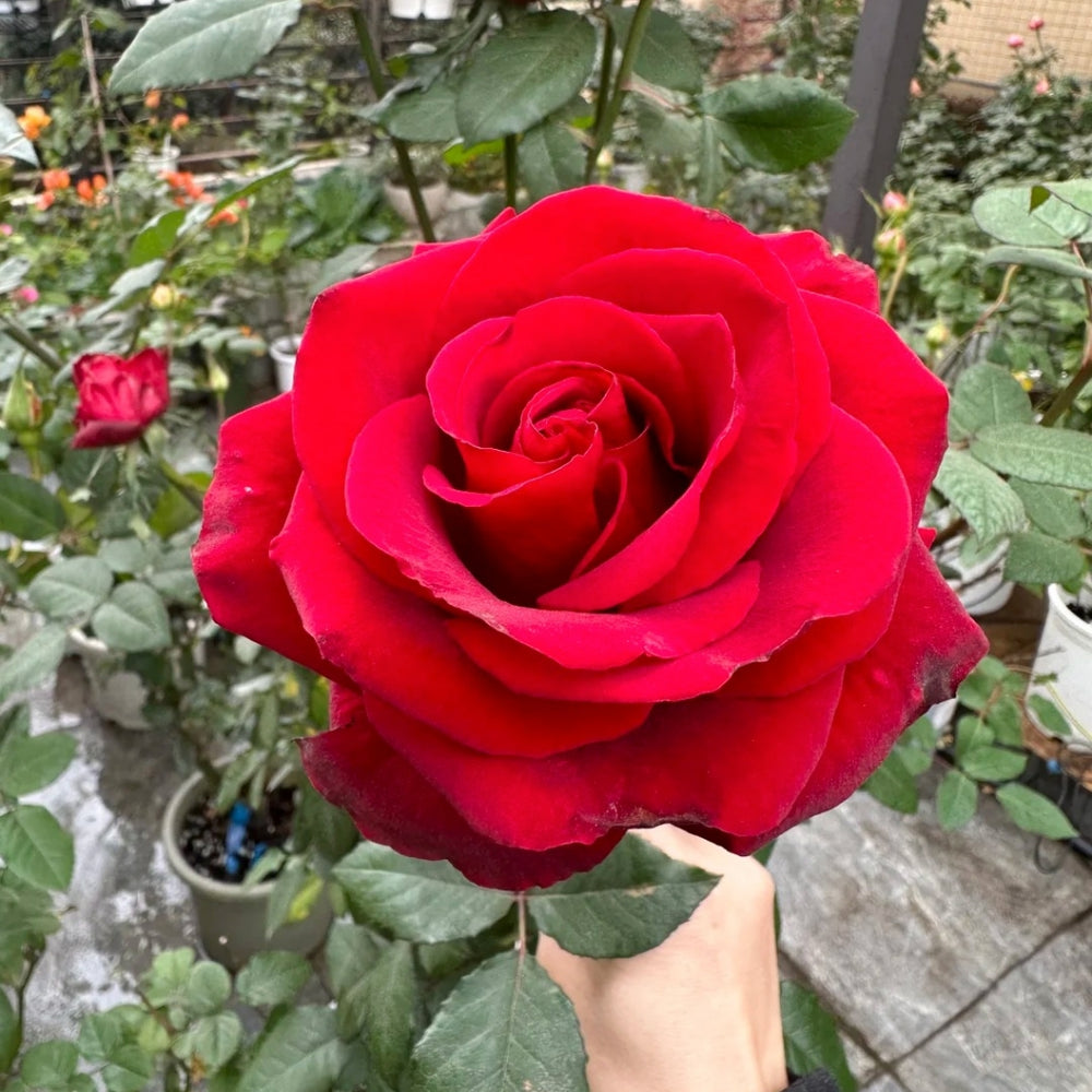 Cleopatra Rose