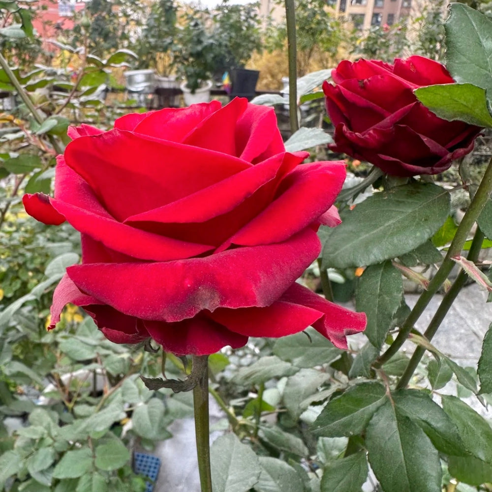 Cleopatra Rose
