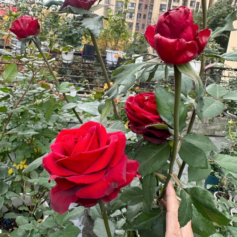 Cleopatra Rose