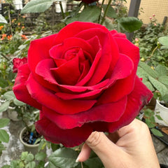 Cleopatra Rose