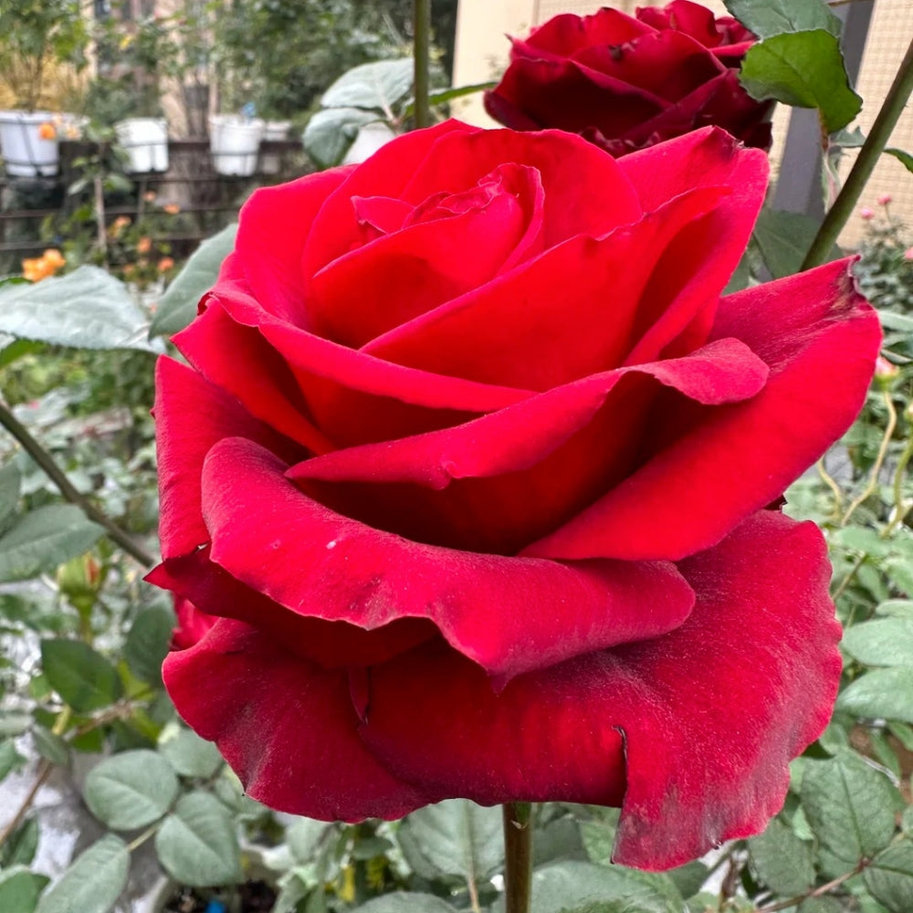Cleopatra Rose