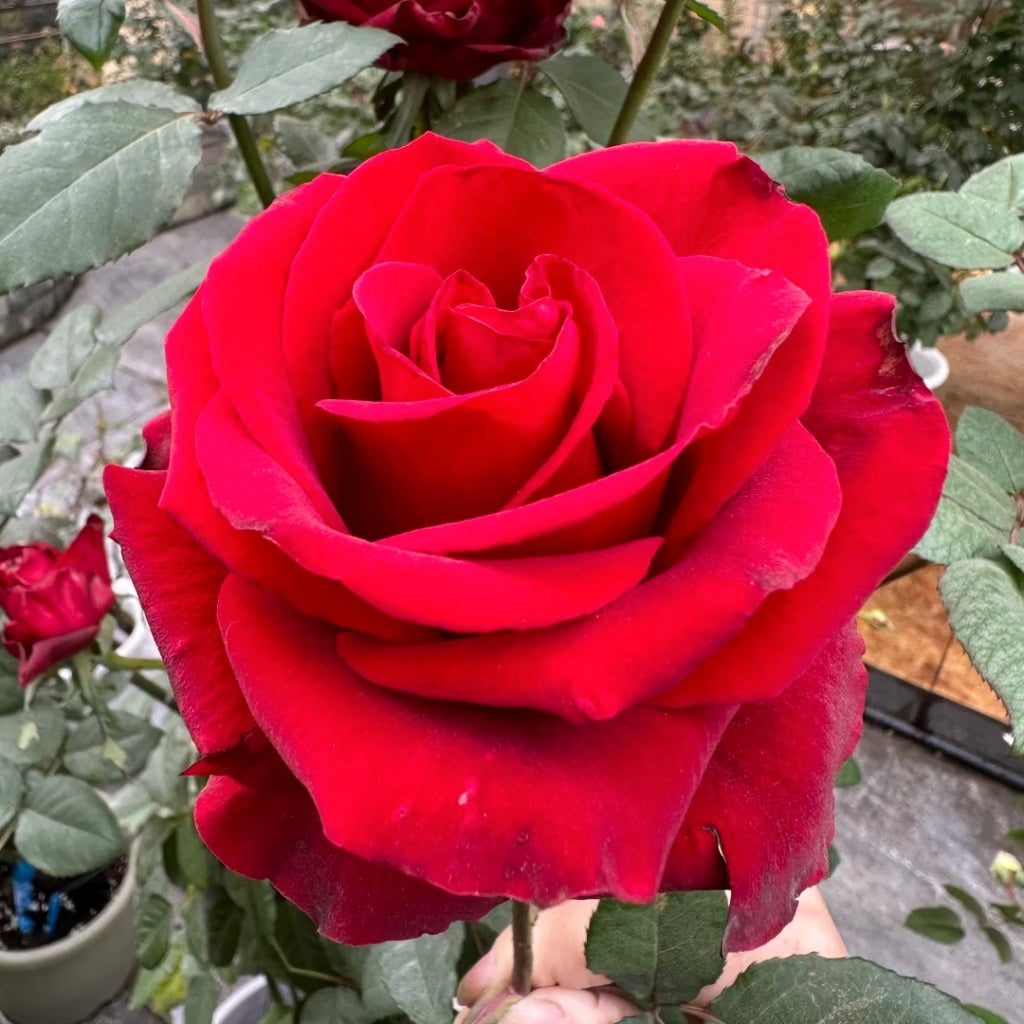 Cleopatra Rose