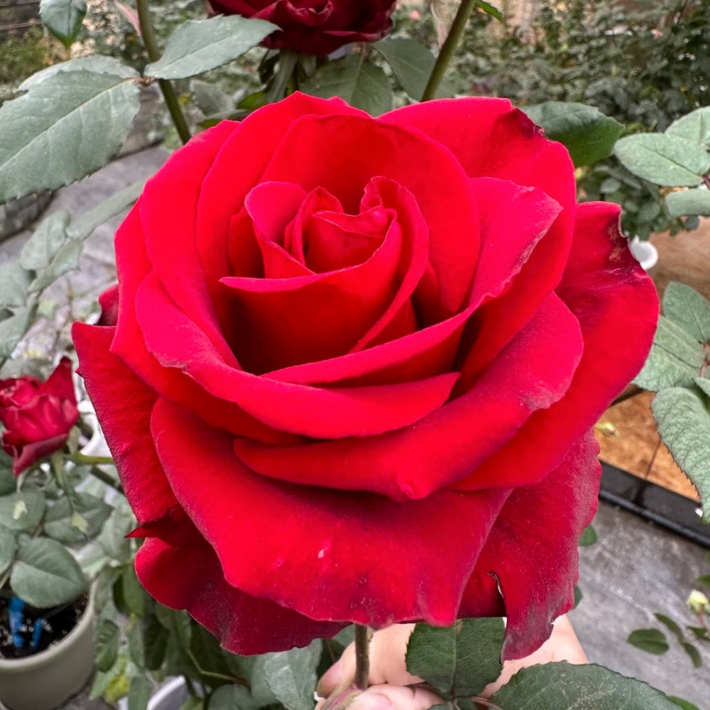 Cleopatra Rose