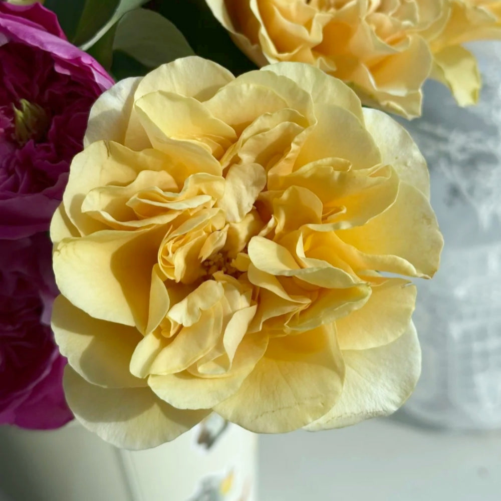 Coconut Latte Rose