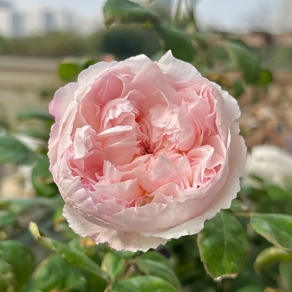 Cocotte Rose
