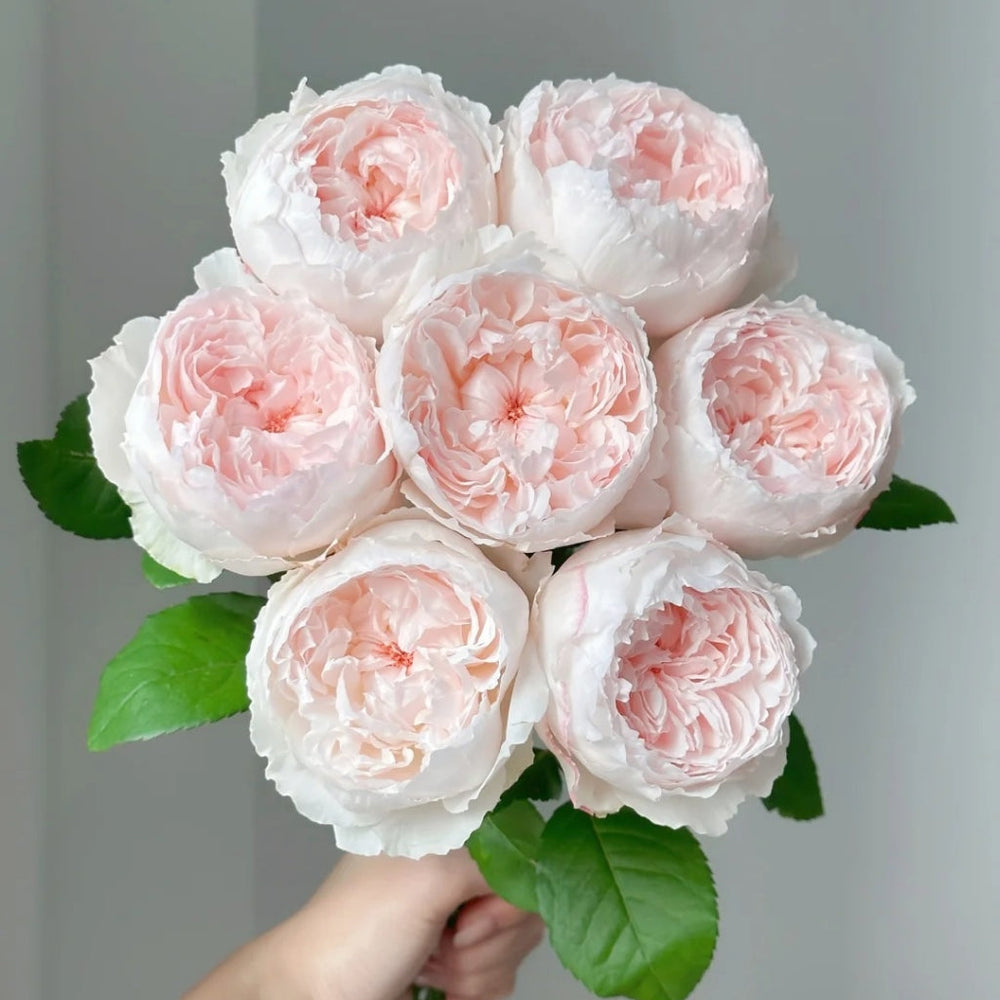 Cocotte Rose