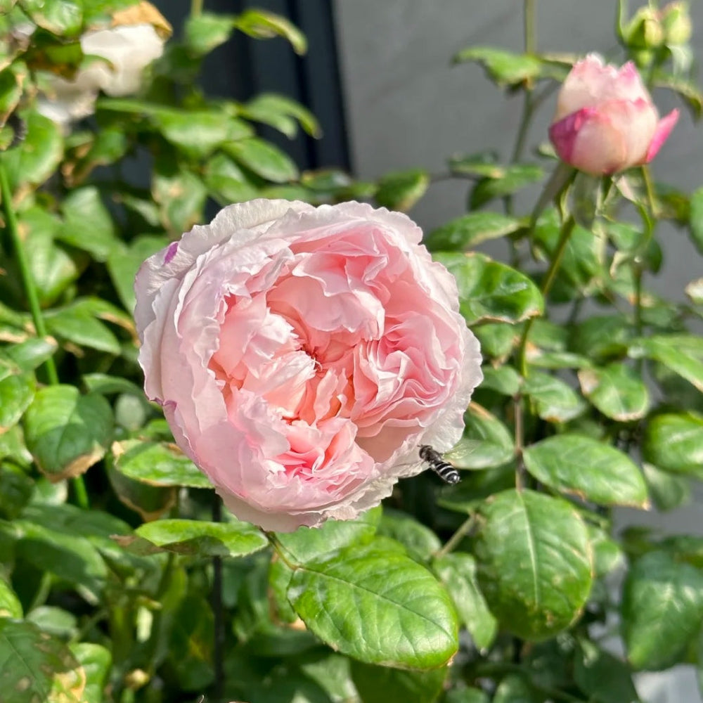 Cocotte Rose