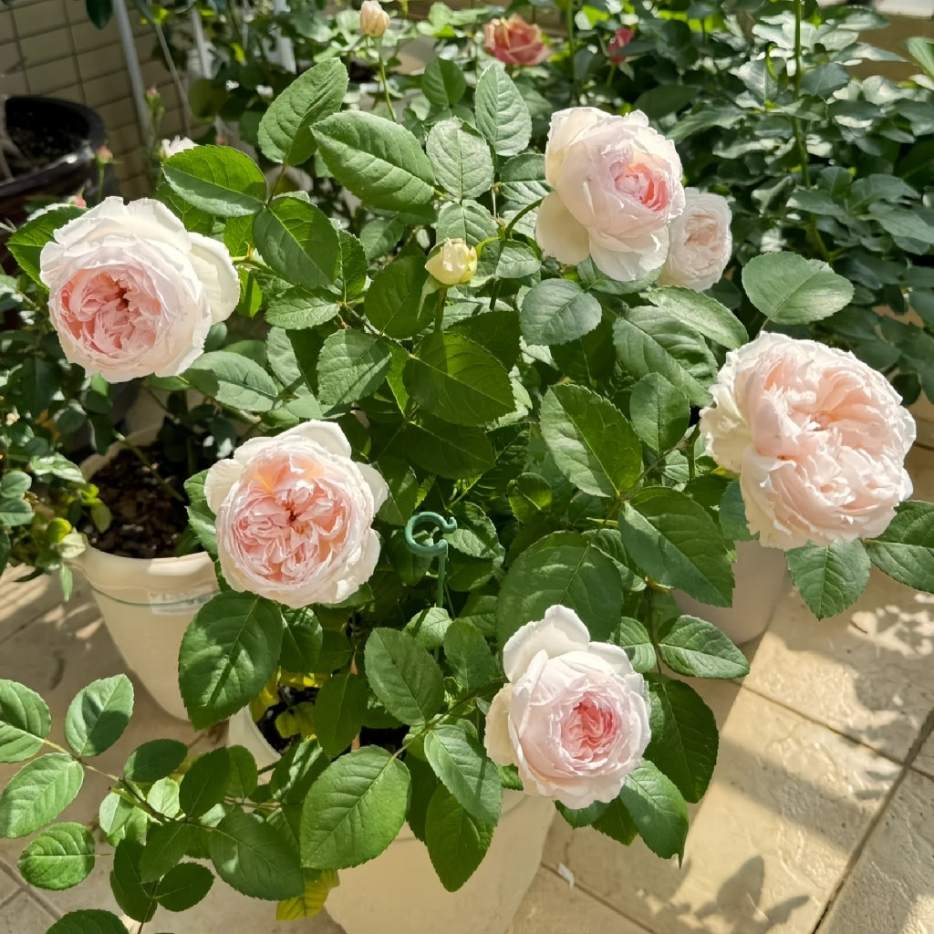 Cocotte Rose