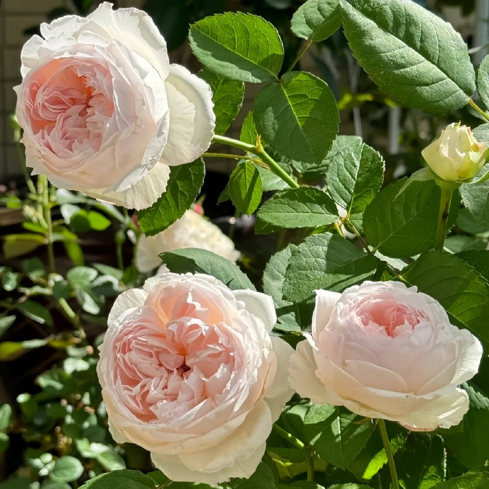 Cocotte Rose