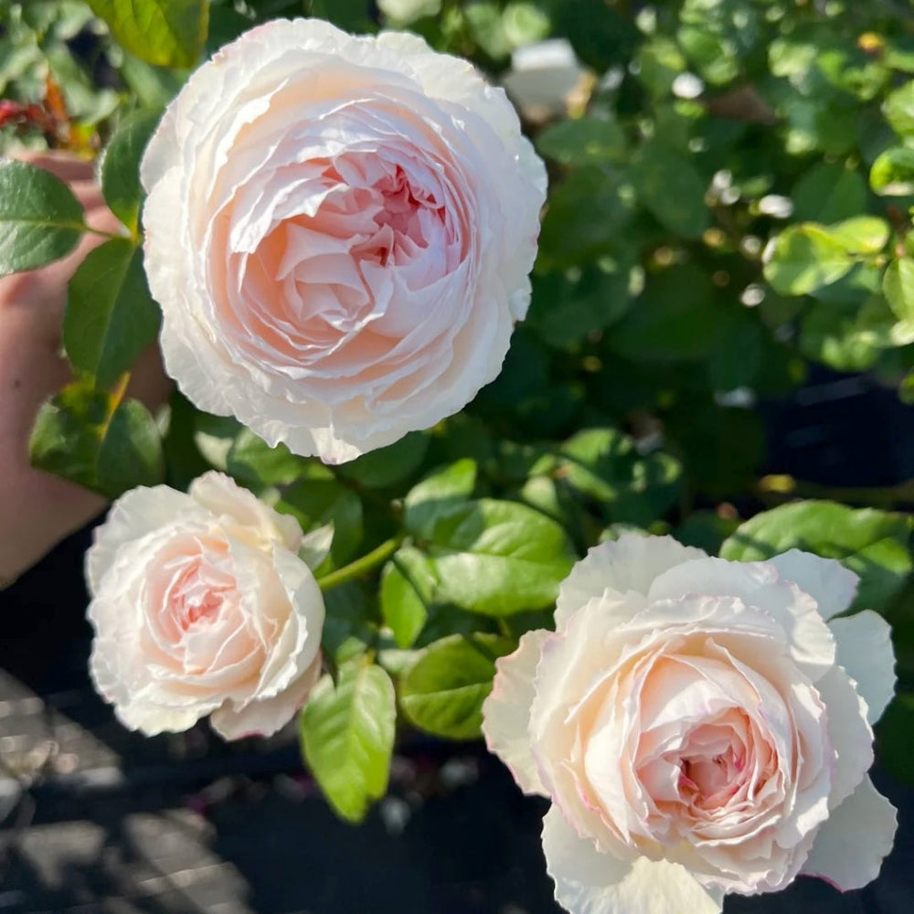 Cocotte Rose