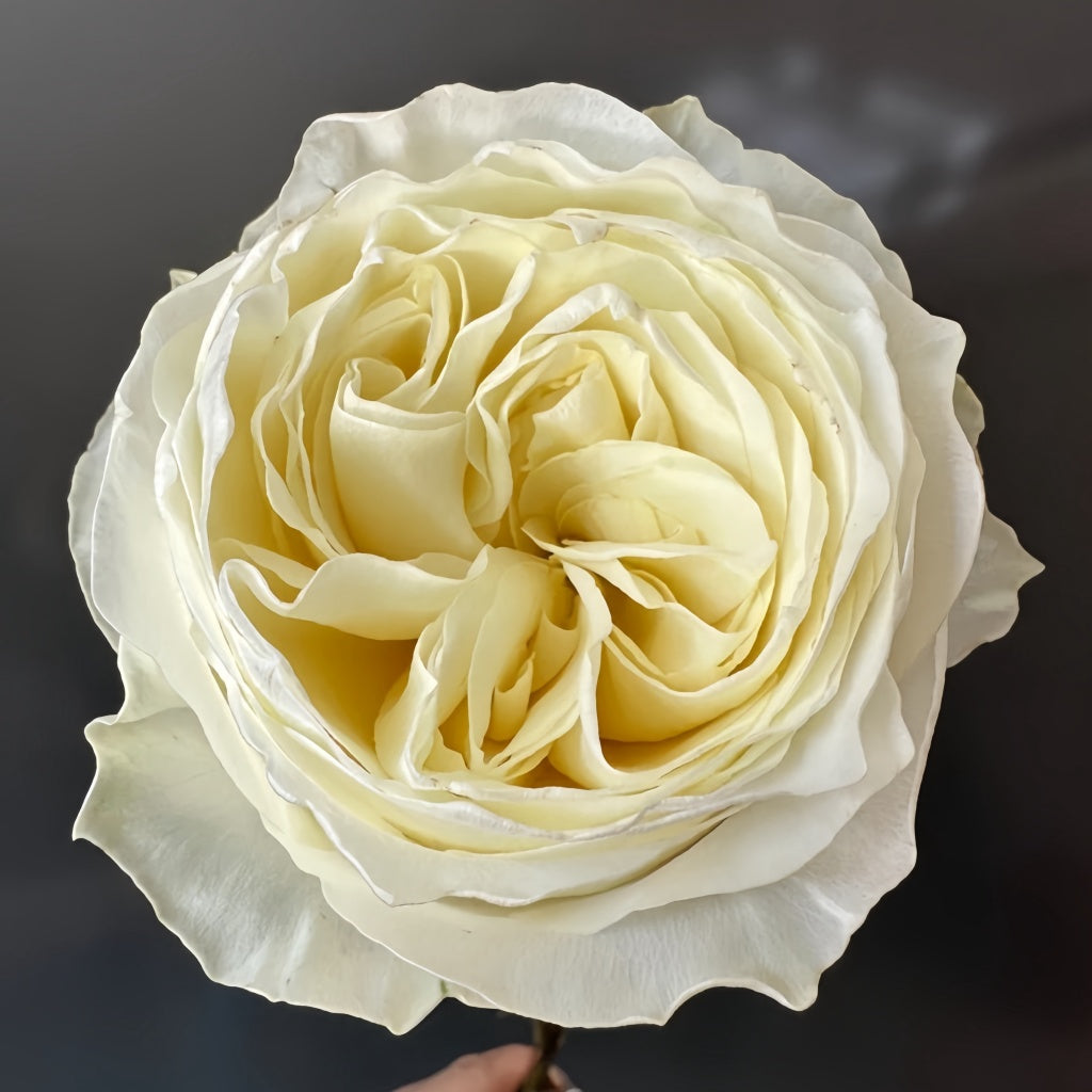 Coldplay Rose