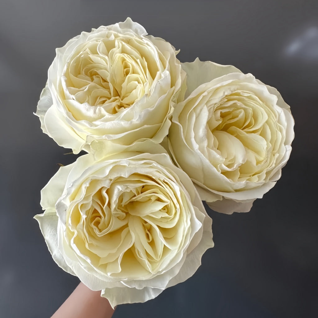 Coldplay Rose