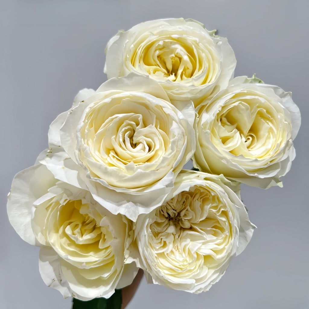 Coldplay Rose