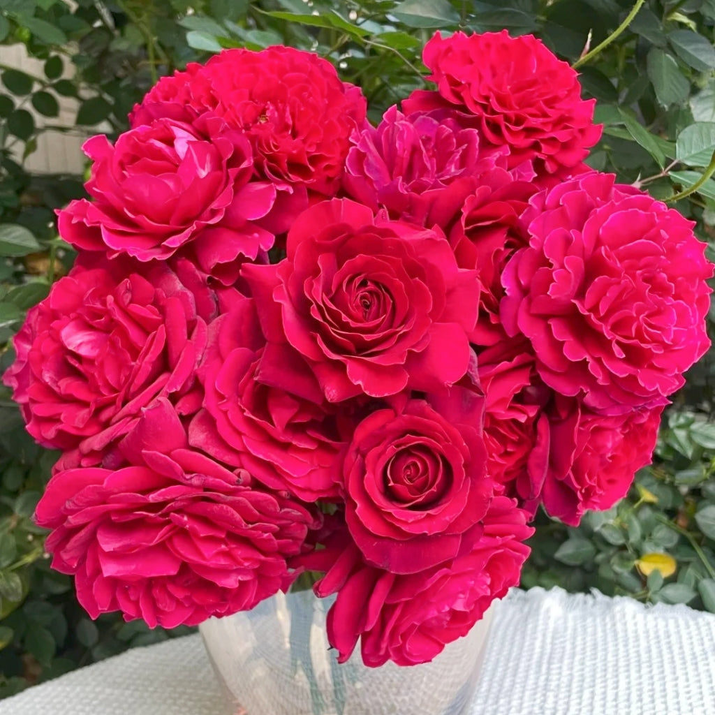 Colline Rouge Rose