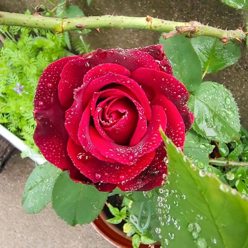 Colline Rouge Rose