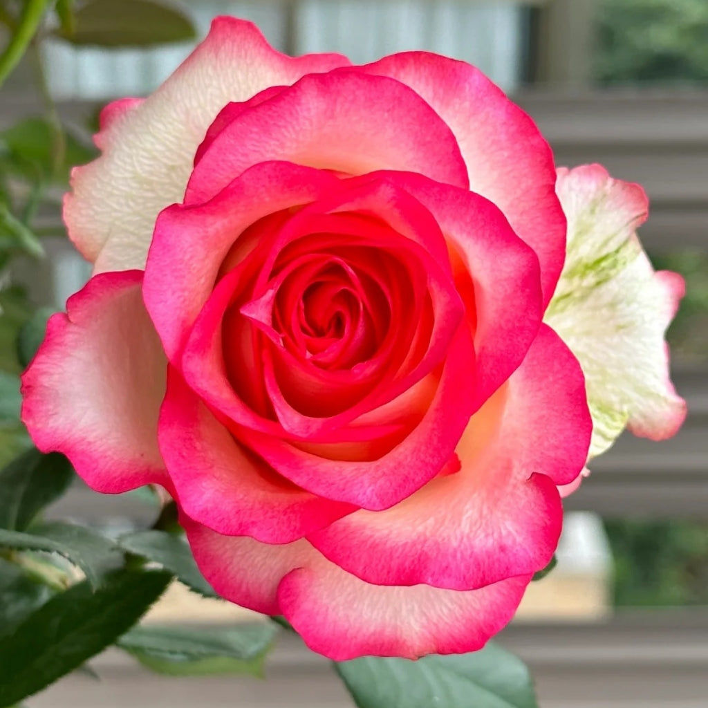 Monroe Rose
