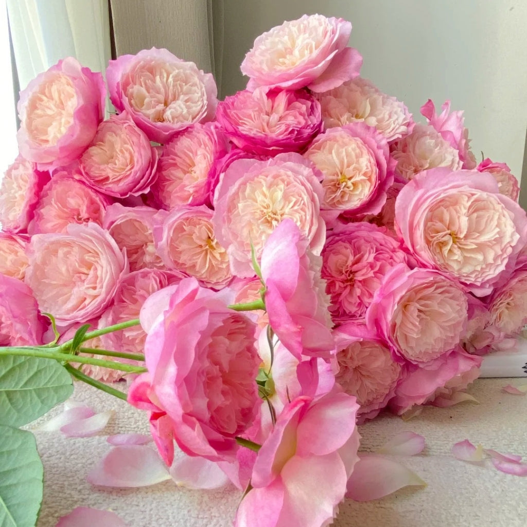 Constance Rose