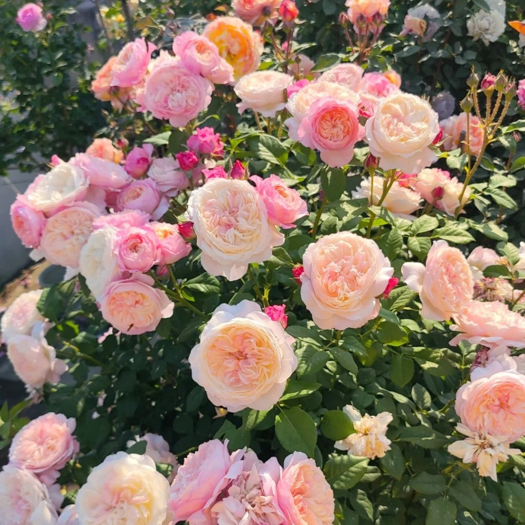 Constance Rose